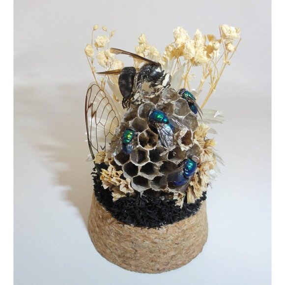 Hornet Wasp Nest Blowflies Cicada Wing Oddity Dome curiosity insect taxidermy - Picture 2 of 16